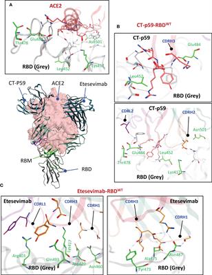 Rational strategies for enhancing mAb binding to SARS-CoV-2 variants through CDR diversification and antibody-escape prediction